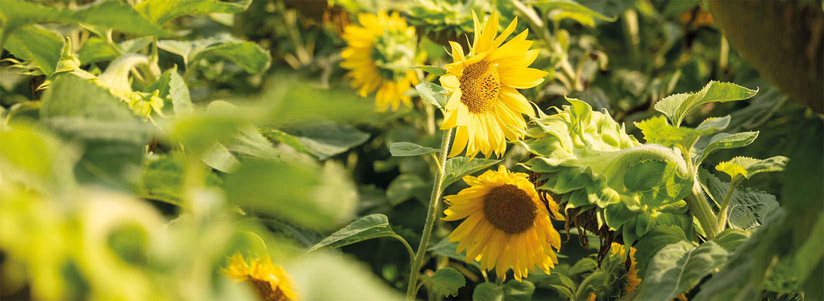 Sonnenblumen gewachsen als Feldversuch auf einem Feld gedüngt mit unserem Recyclingdünger