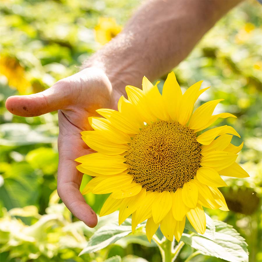 Nahaufnahme eine Hand hält eine blühende Sonnenblume. Feldversuch mit Recyclingdünger.
